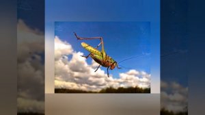 Окружающий мир. Весна. Насекомые. Старшая группа. Воспитатель Королева А. Л.