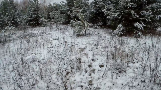 Грибные приключения