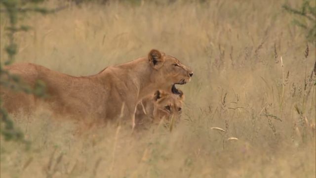 Animal Kingdom: Wild Dogs And Leopards (Wildlife Documentary) | Real Wild смотреть онлайн