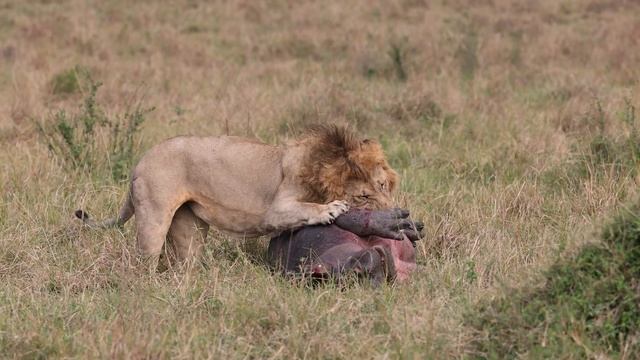 Male Lion Eats Hippo Alive - Unedited Footage with Original Audio - Not for Sensitive Viewers смотреть онлайн