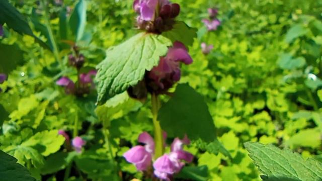 318 23.04.2022 Шмели и пчёлки VID_20220423_111049 смотреть онлайн