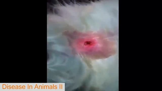 The Disease In Dog || Monster Botfly, Larvae , MangoWorm Removal animal compilation vol 7 - Animals смотреть онлайн