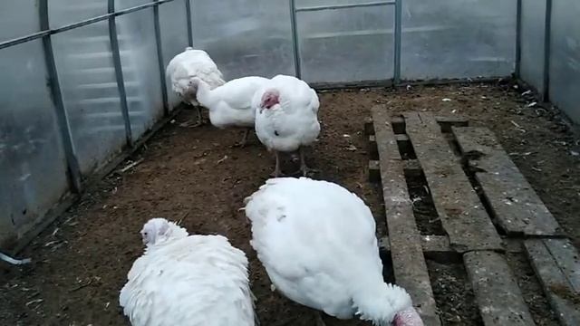 20 ноября 2019г. НАМ 5 мес. ХАЙБРИД КОНВЕКТОР с лысой шеей смотреть онлайн