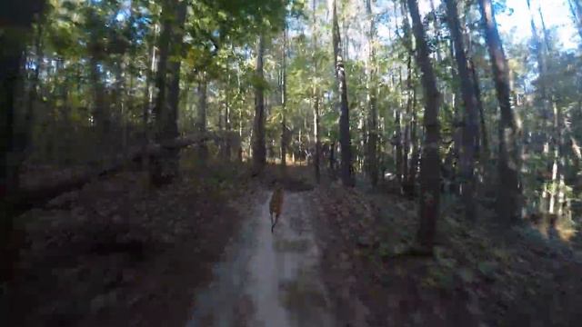 Riding With Luna The Trail Dog 10-21-21 Best In 1080 Or More