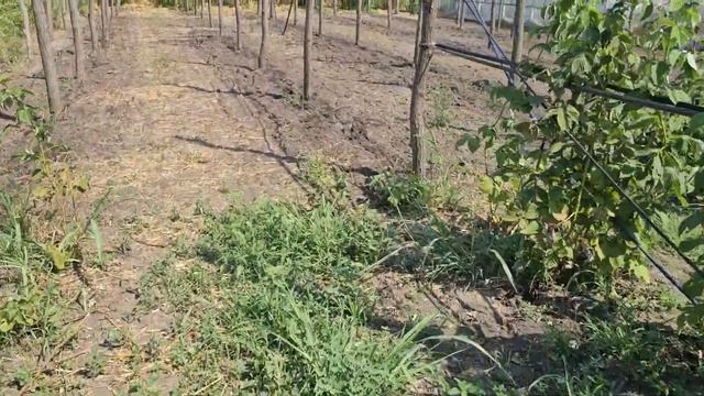 Уход за малиной, мульчирование. смотреть онлайн