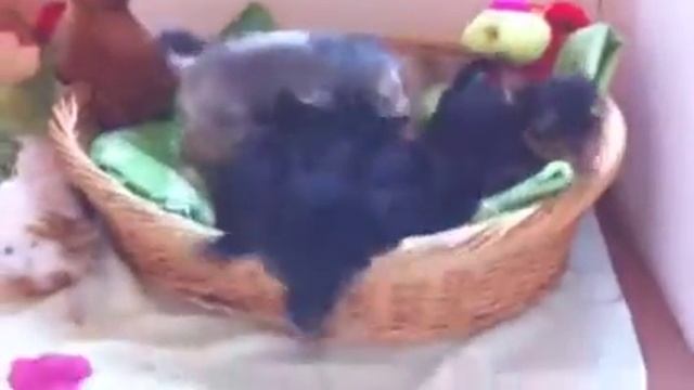 Щенки играются смотреть онлайн