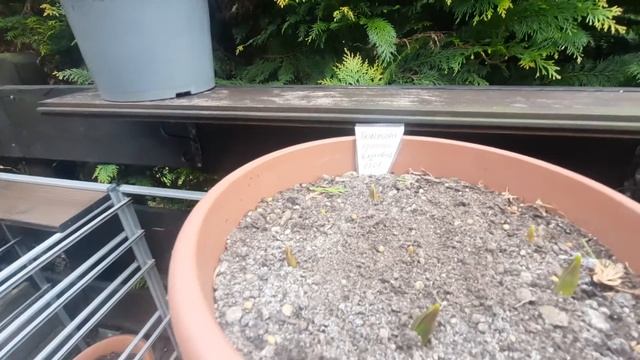 Проросли луковицы тюльпанов посаженные зимой в январе. смотреть онлайн