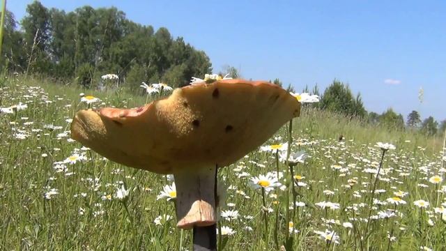 Нивяник Ромашка лилия и лекарственные лесные травы смотреть онлайн