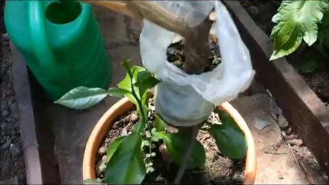 Как спасти мандарин при почернении ствола и падению листьев. смотреть онлайн