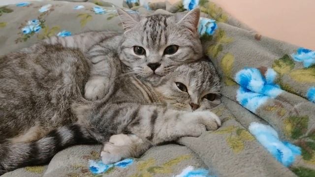 ШОТЛАНДСКИЕ КОТЫ ЛЮБОВЬ ПАПЫ КОТА И МАМЫ КОШКИ СКОТТИШ ФОЛД И СКОТТИШ СТРАЙТ смотреть онлайн
