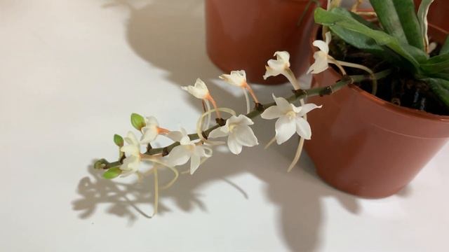 Осеннее цветение орхидей 2022 год. Часть 2 смотреть онлайн