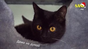 Купили котенку новый домик. Приколы с животными / SANI vlog