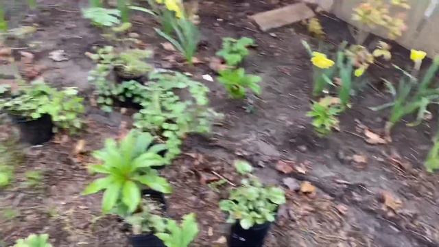 Planting Shade Perennials - Hellabores, Hostas, Brunnera, Meadow Rue and Feather Reed Grass 🌿🌿🌿 смотреть онлайн