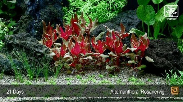 Alternanthera 'Rosanervig'