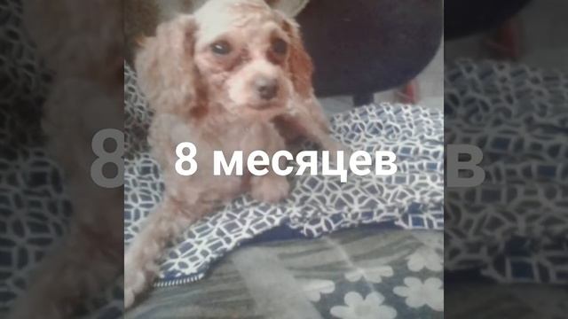 Друзья мои меньшие??? смотреть онлайн