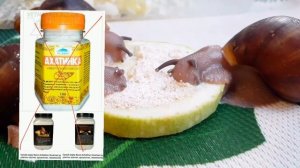 Топ 10 Ошибок в содержании улиток | Содержание улиток | Как правильно содержать улиток?