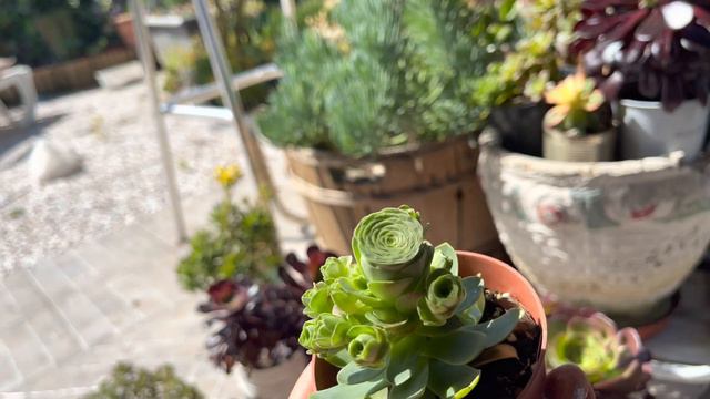 FAI QUESTO…e avrai delle MERAVIGLIOSE PIANTE 😍 #succulents #giardinaggio ##planttour смотреть онлайн