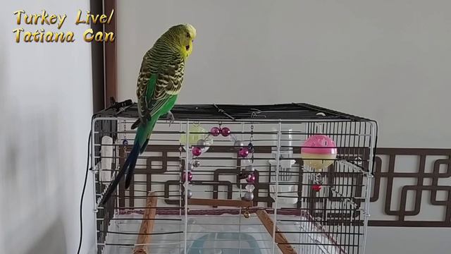 Говорящий попугай Кеша/Наше общение с Попугаем🐦😀/Домашний питомец