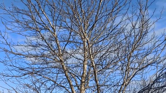 4 января праздник День Анастасии. Что делать нельзя. Народные приметы и запреты. смотреть онлайн