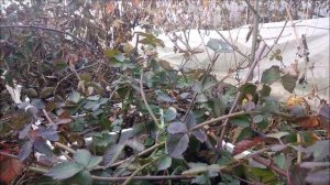 Сорт ежевики Бжезина