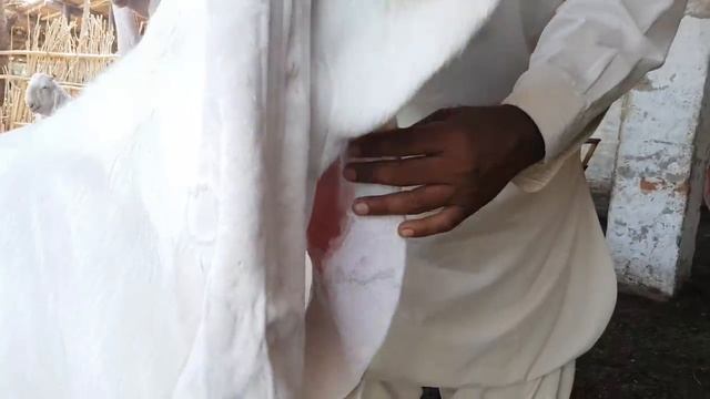 Gulabi Goat Farm |Interview With Owner