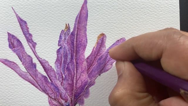French Lavender ? || Coloured Pencils Drawing || By Rajan Singh смотреть онлайн