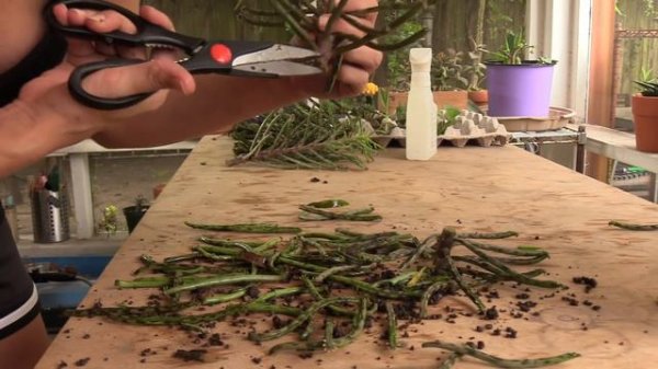 Kalanchoe tubiflora 'Chandelier Plant' repair, propagation, progress