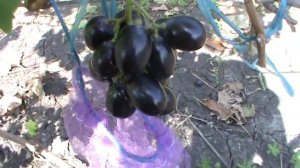 ГФ ВИНОГРАДА (ЧЕРНАЯ ВДОВА) Бурдак А В