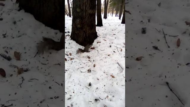 Дендропарк зимой . Белка . смотреть онлайн