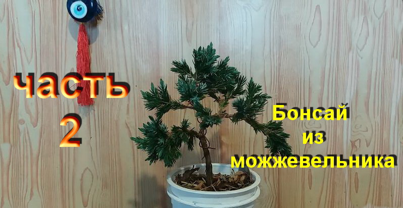 2.БОНСАЙ из МОЖЖЕВЕЛЬНИКА снятие лигатуры часть 2.