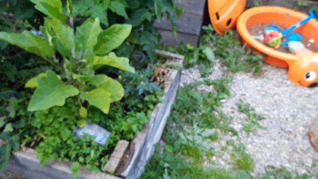 3 августа 2021 год, неожиданная радость на улице. смотреть онлайн