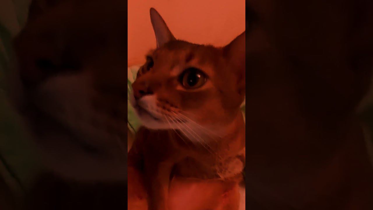 Чипи-чипи-чапа-чапа Дуби-дуби-даба-даба Магия ми дуби-дуби Бум-бум-бум-бум!