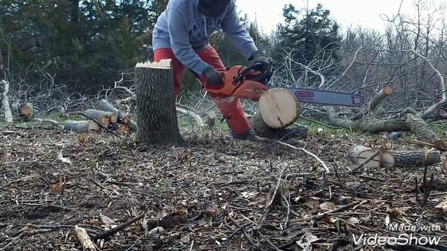 Echo CS-590 chainsaw review, Timberwolf смотреть онлайн
