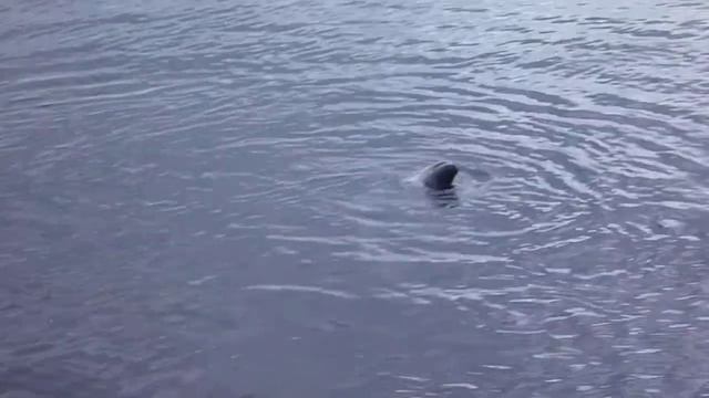 Гренландский тюлень смотреть онлайн