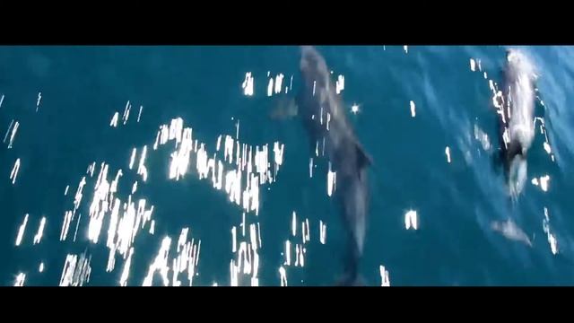 21.Т Баранова Чайки, море и дельфины Исп Образцовый хоровой коллектив Детство ДШИ 7 смотреть онлайн