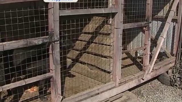 Кафе Уссурийска предлагают в меню жареную собаку смотреть онлайн