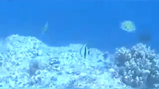 Panasonic SDR-SW21 Video смотреть онлайн