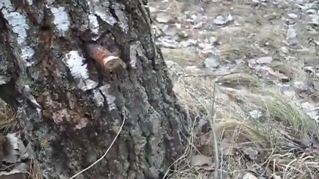 Сбор березового сока! смотреть онлайн