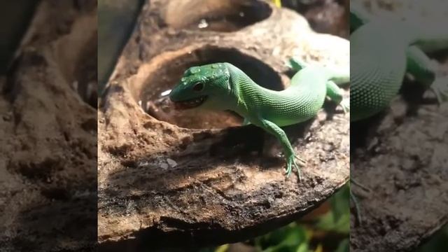 Gastropholis prasina (Green Keel-bellied Lizard) смотреть онлайн