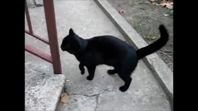 Продам дом, Золотая горка ул. Огородная, Одесса.wmv смотреть онлайн