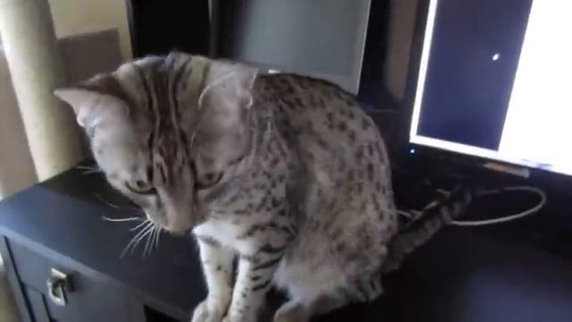 10 САМЫХ УМНЫХ ПОРОД КОШЕК В МИРЕ смотреть онлайн