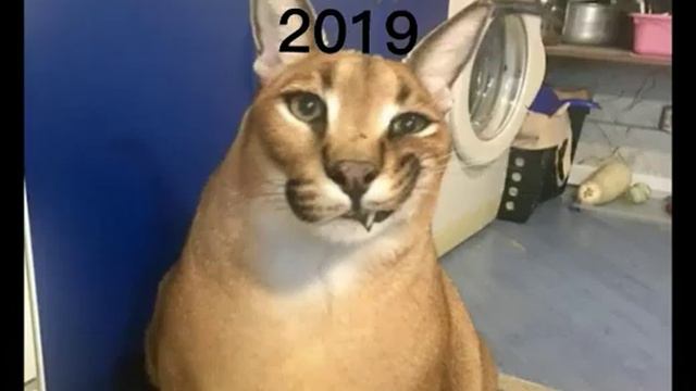 как менялся шлёпа смотреть онлайн