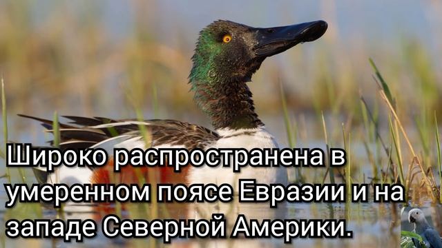Широконоска (англ. Nothen shoveler) смотреть онлайн