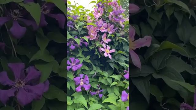 Перестаньте стискатися - клематиси переросли своє місце #клематисукраїна #клематисвсаду #clematis