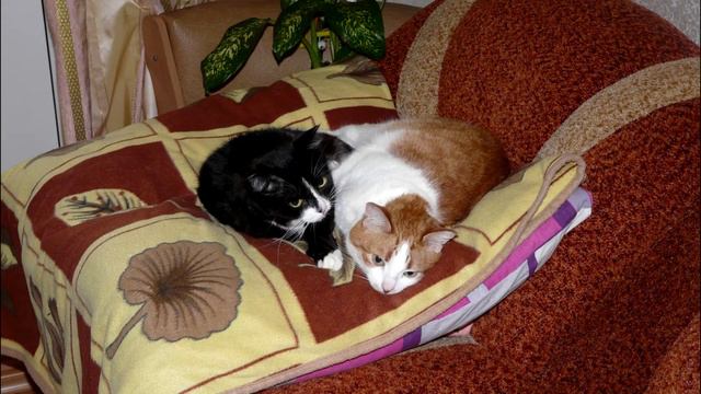 Эти удивительные кошки These amazing cats смотреть онлайн