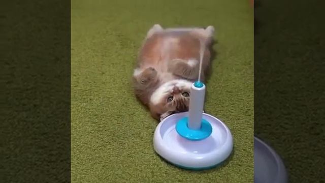 Тренировка.mp4