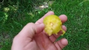 Слива!Ренклод Ранній!Волинська обл!