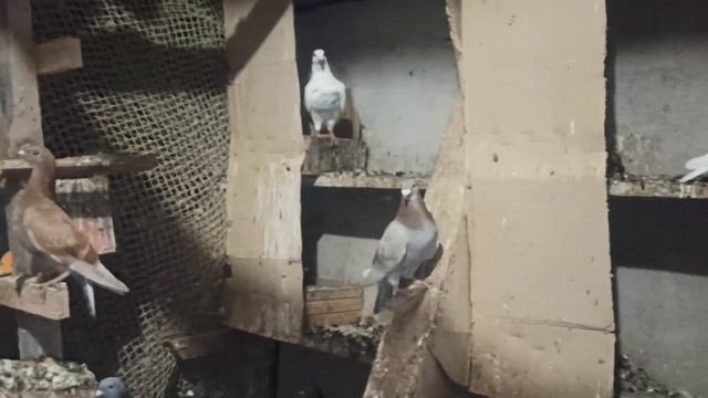 ПОЧТОВЫЕ ГОЛУБИ ?️?️. МОЛОДЫЕ РАЗНЫХ МАСТЕЙ КОТОРЫХ ОСТАВИЛ. смотреть онлайн