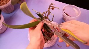 24.01.24.ОРХИДЕЯ ЗМЕИНАЯ КОЖА..пересадка.