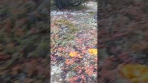 Грибы на Чукотке #видео #топ #сам #собираю Грибы #билибино #на вахте #топчик #север #чукотка #грибы